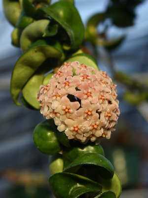 Hindu Rope, Green Curls, Porcelain Flower, Hoya carnosa 'Krinkle Kurls'